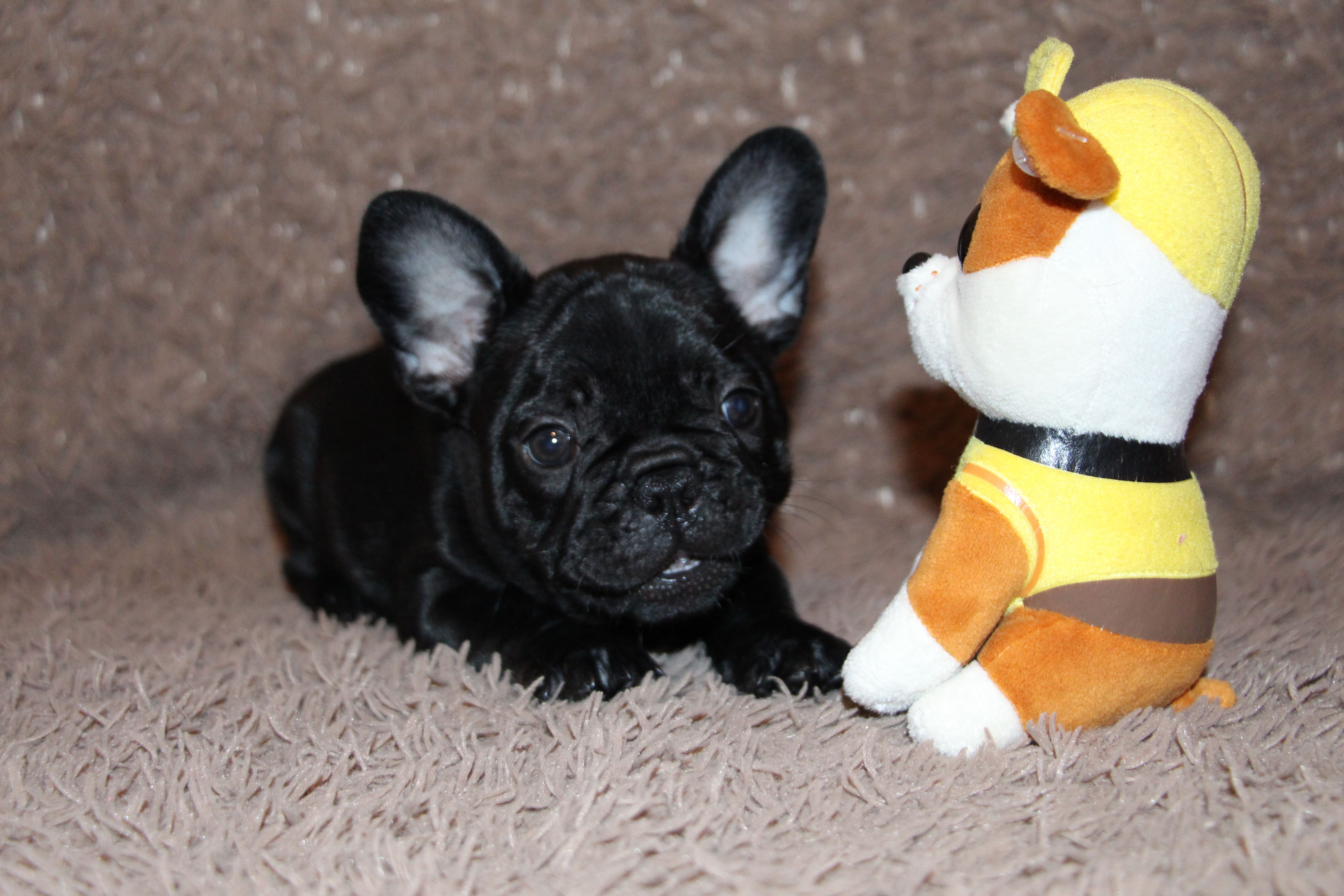 <svg class='purple'></svg> <b> Magic Molly</b> <svg class='purple'></svg>